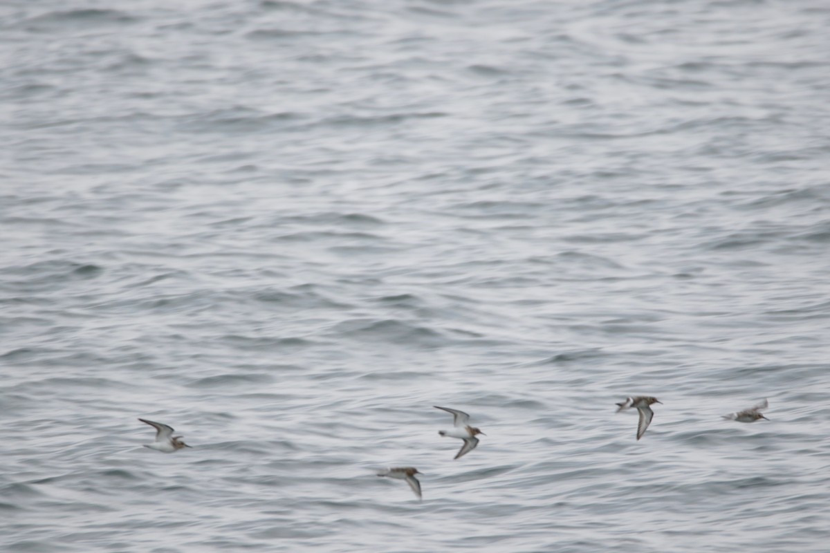 Sanderling - Joseph Rocheteau