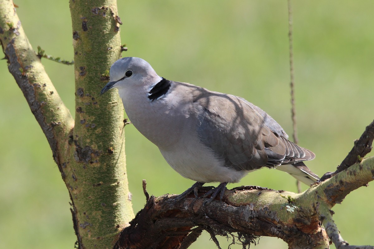 Ring-necked Dove - ML596429021