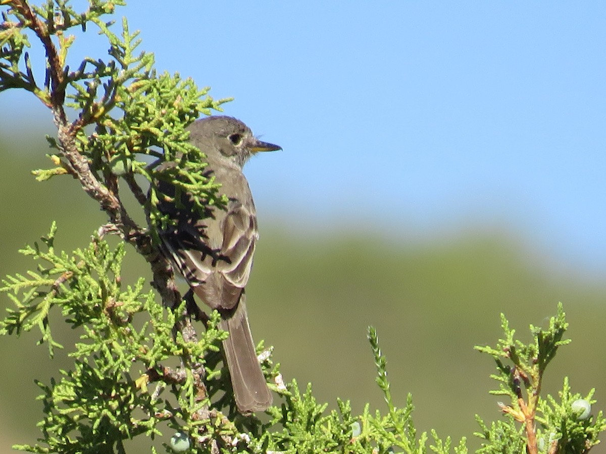 Gray Flycatcher - ML596429661