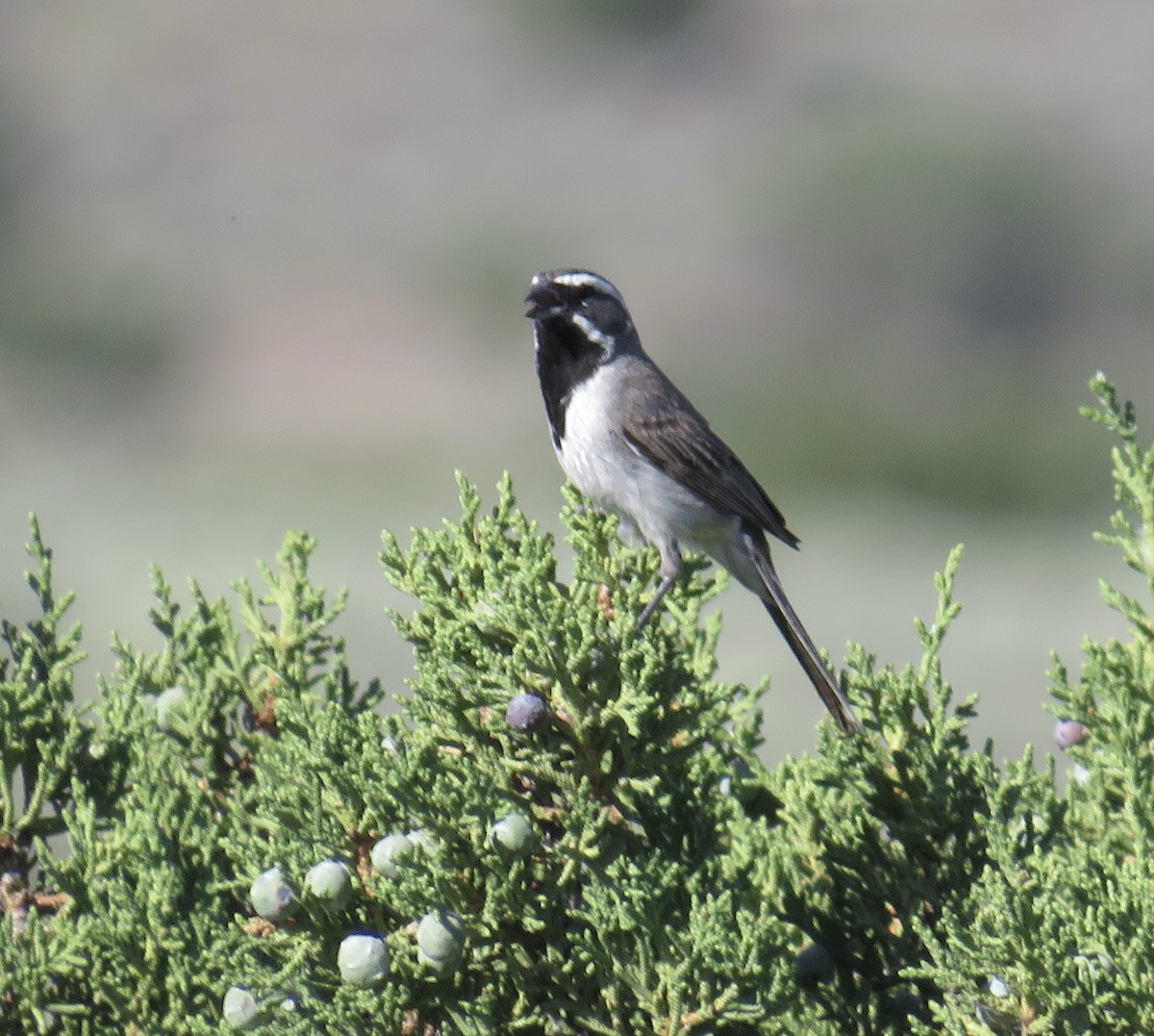 Black-throated Sparrow - ML596430531