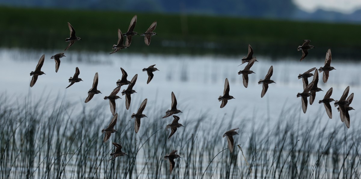 Semipalmated Sandpiper - Denis Tétreault