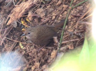 Chin Hills Wren-Babbler - ML596431801