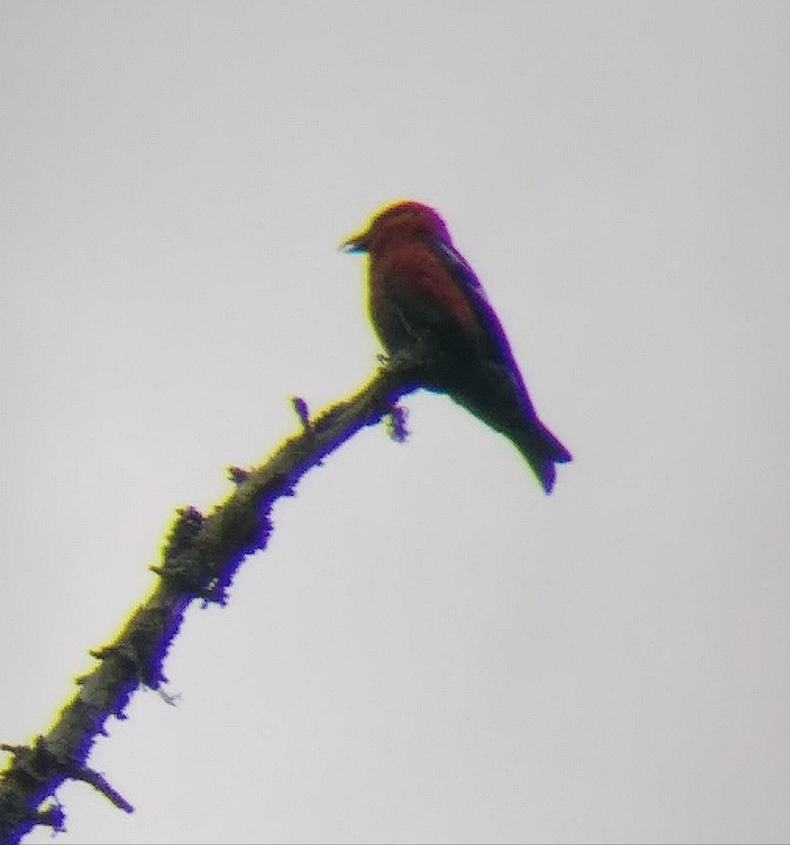White-winged Crossbill - ML596432161