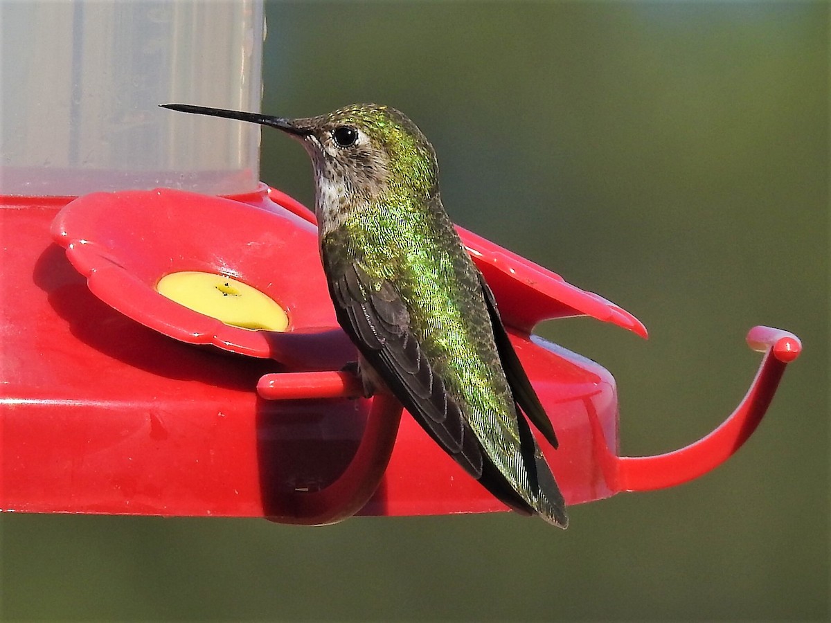 Broad-tailed Hummingbird - ML596433851