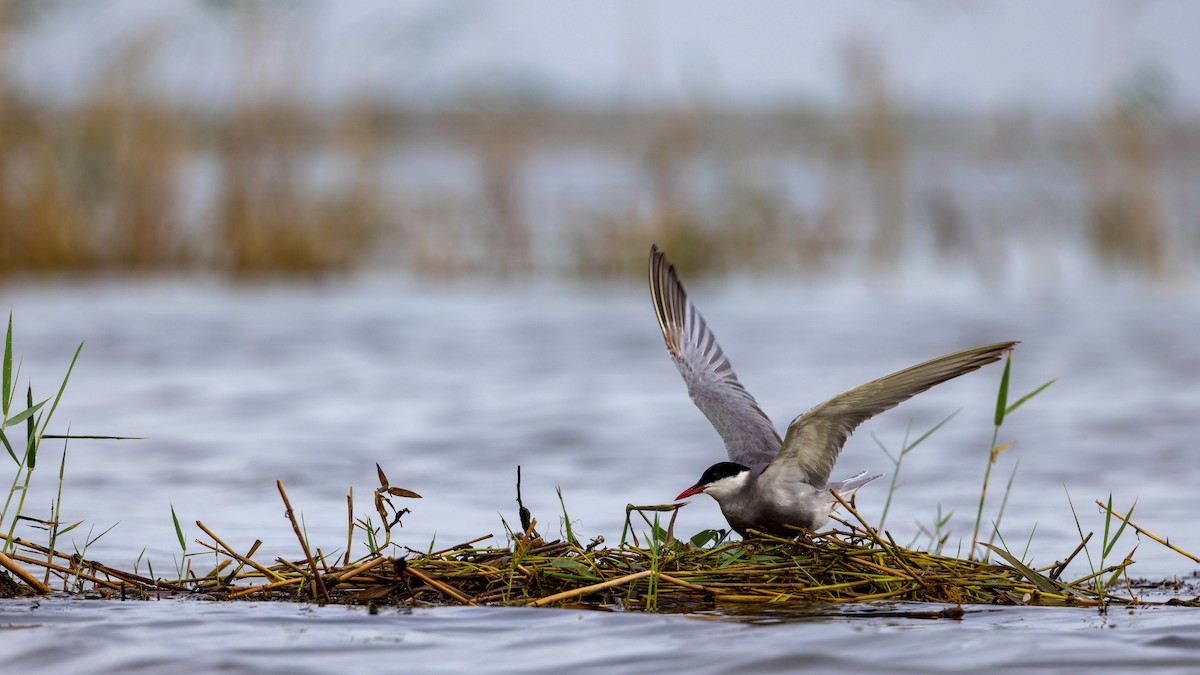 Whiskered Tern - Jitendra Jha