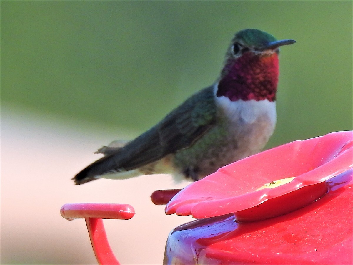 Broad-tailed Hummingbird - ML596433901