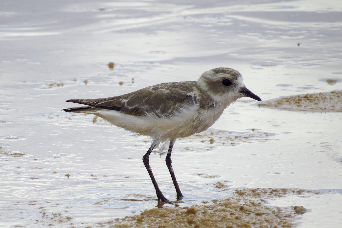 Puna Plover - Mauricio Fuentes Mariángel