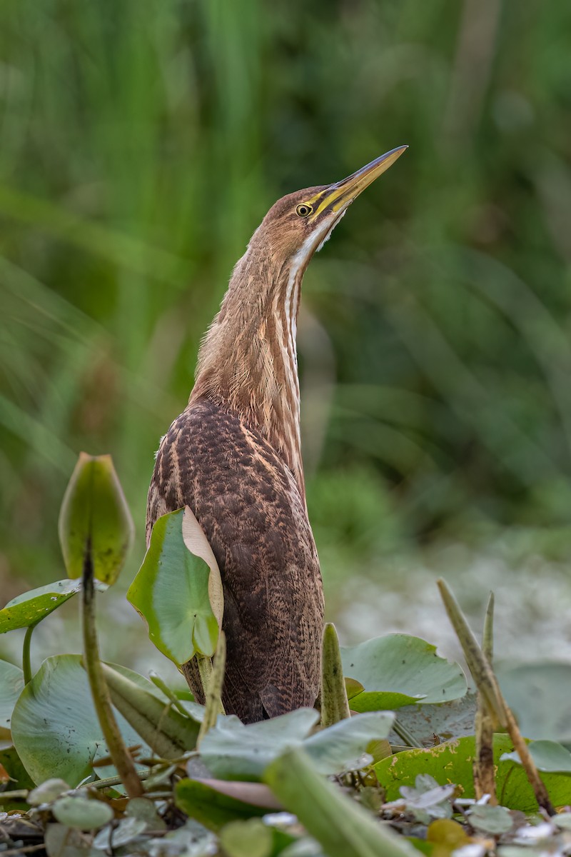 American Bittern - Marcia Hagwood