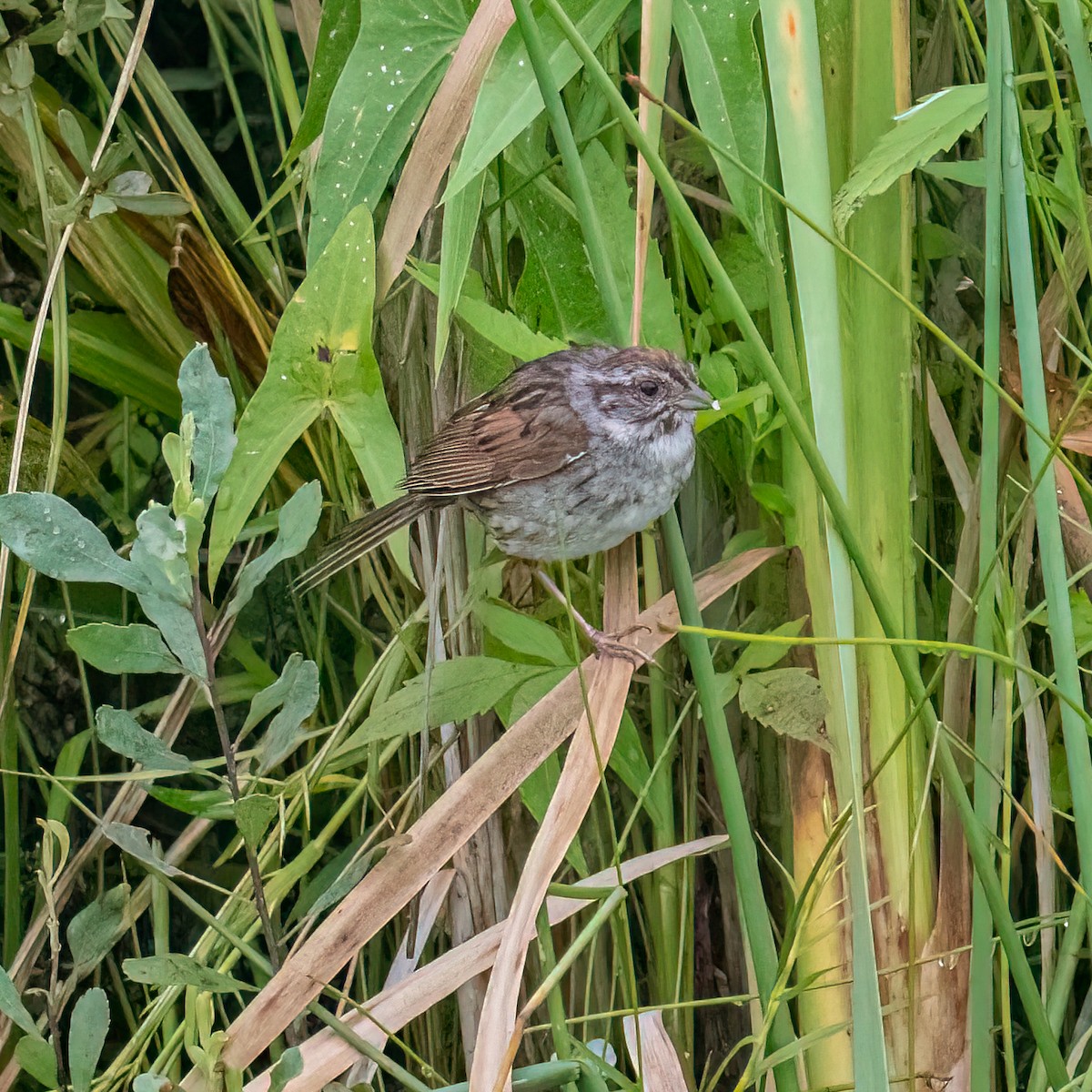 Swamp Sparrow - Marcia Hagwood