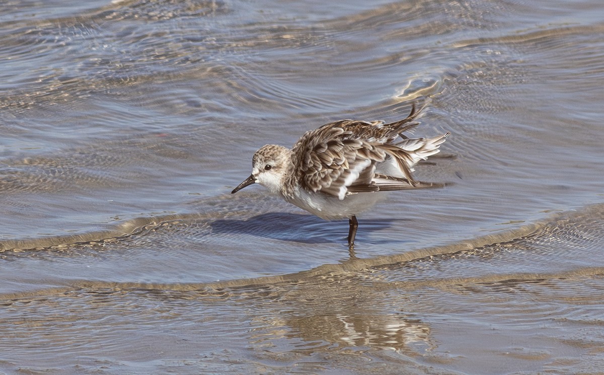 Rotkehl-Strandläufer - ML596436391