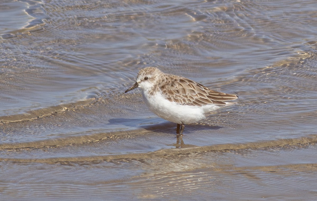 Red-necked Stint - ML596436401