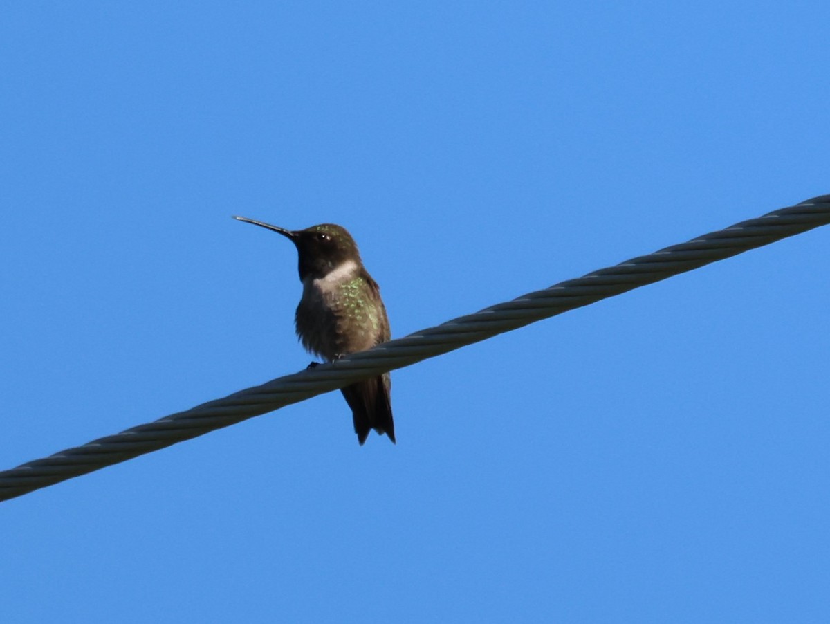 Black-chinned Hummingbird - ML596437011