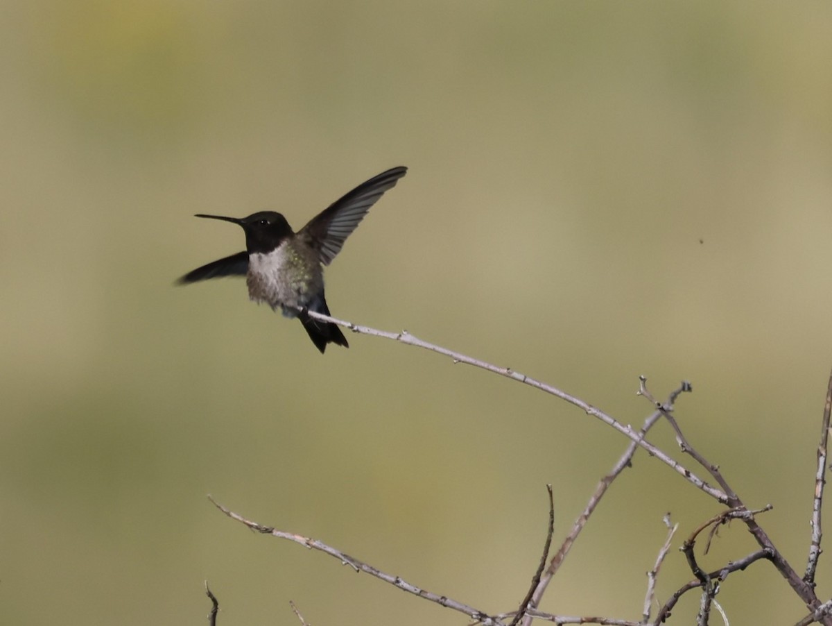 Black-chinned Hummingbird - ML596437021
