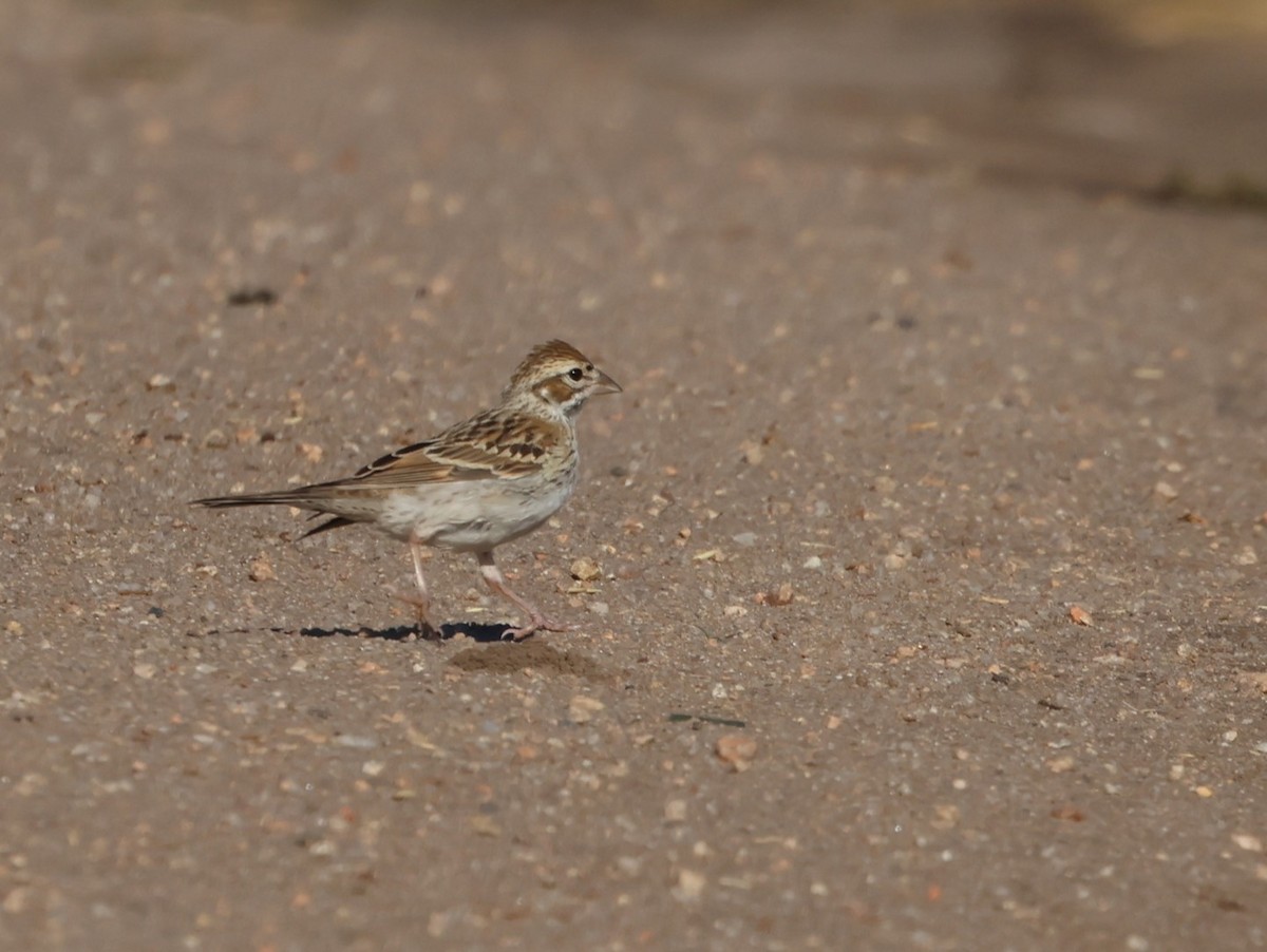 Lark Sparrow - ML596437251