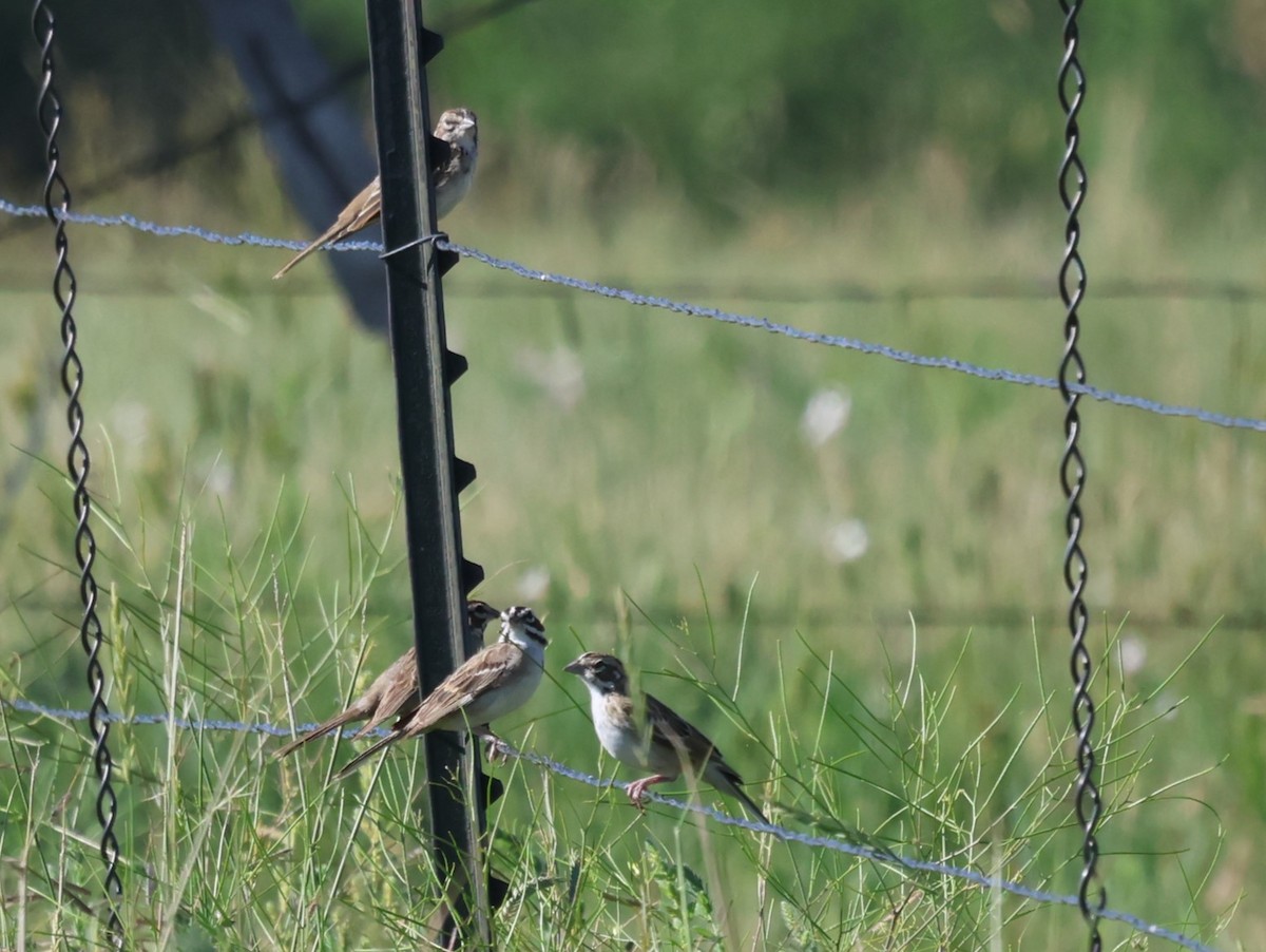 Lark Sparrow - ML596437261