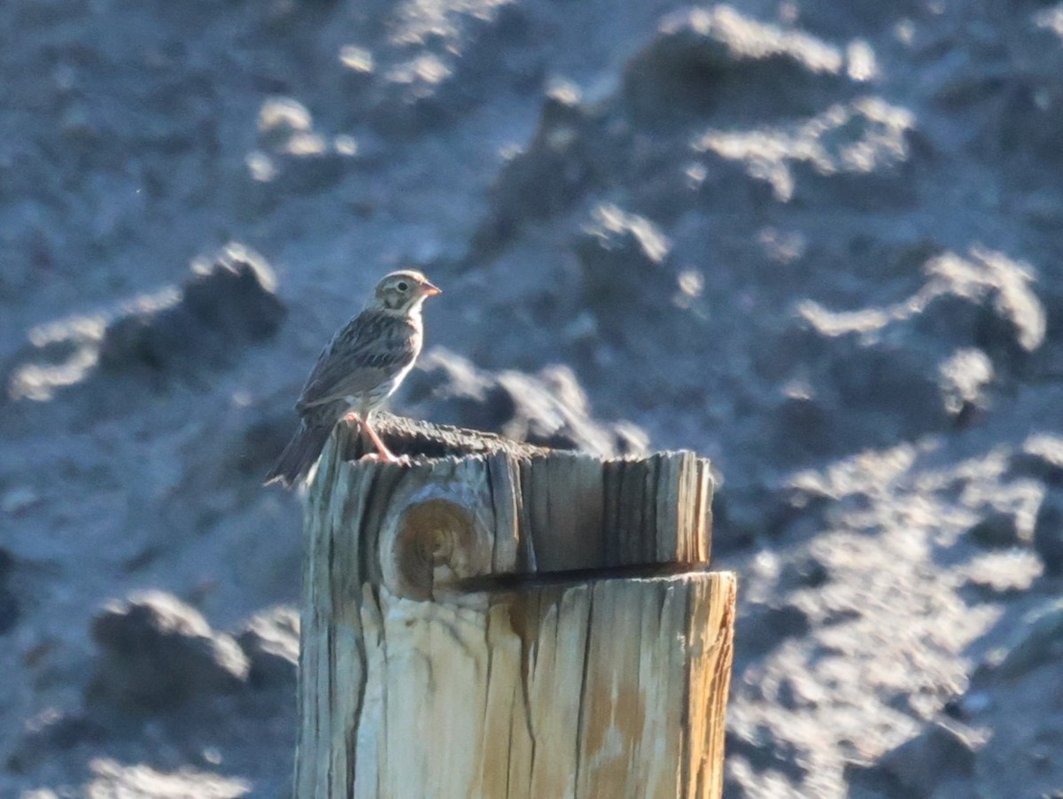 Vesper Sparrow - ML596437301