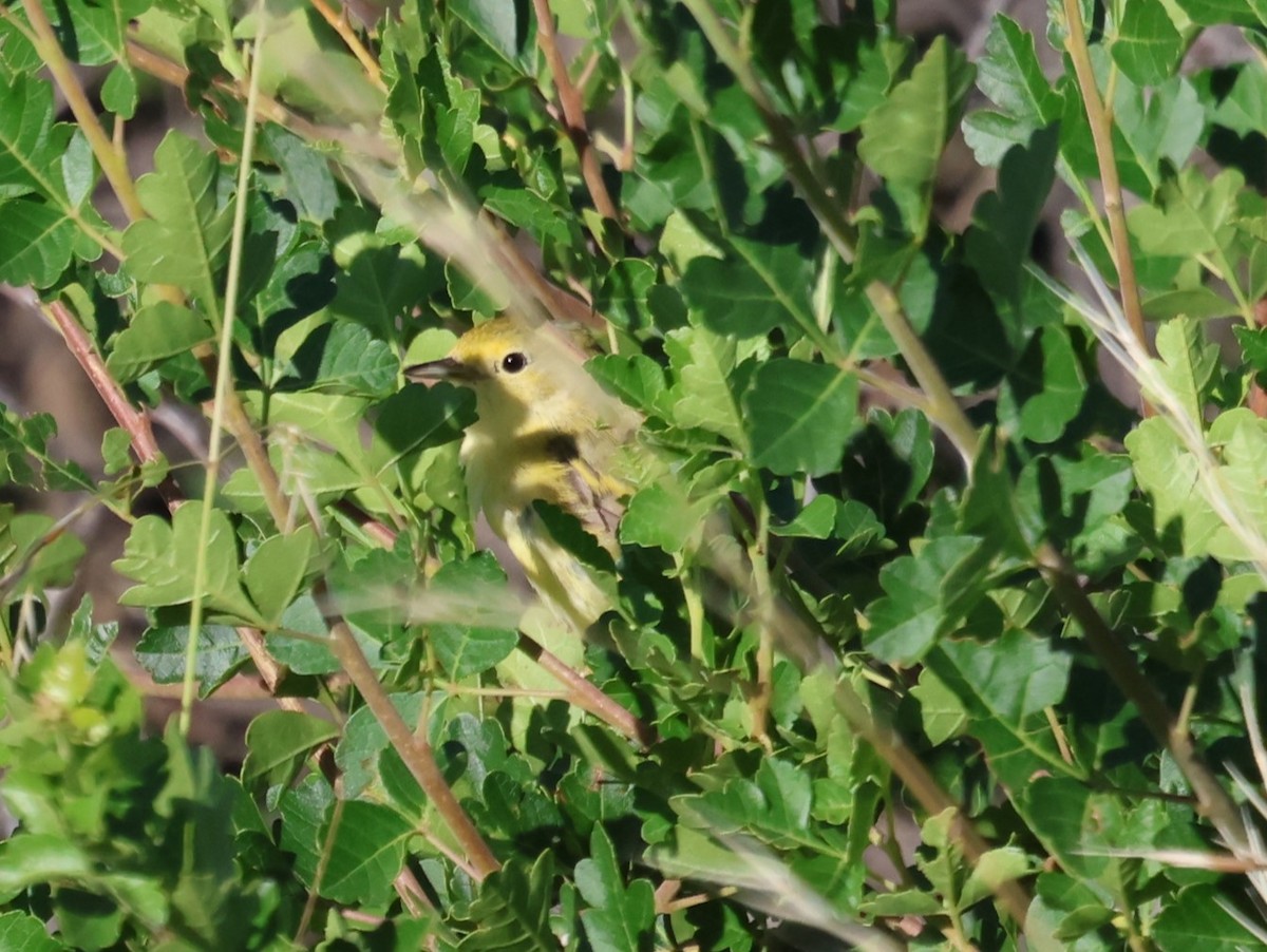 Yellow Warbler (Northern) - ML596437451