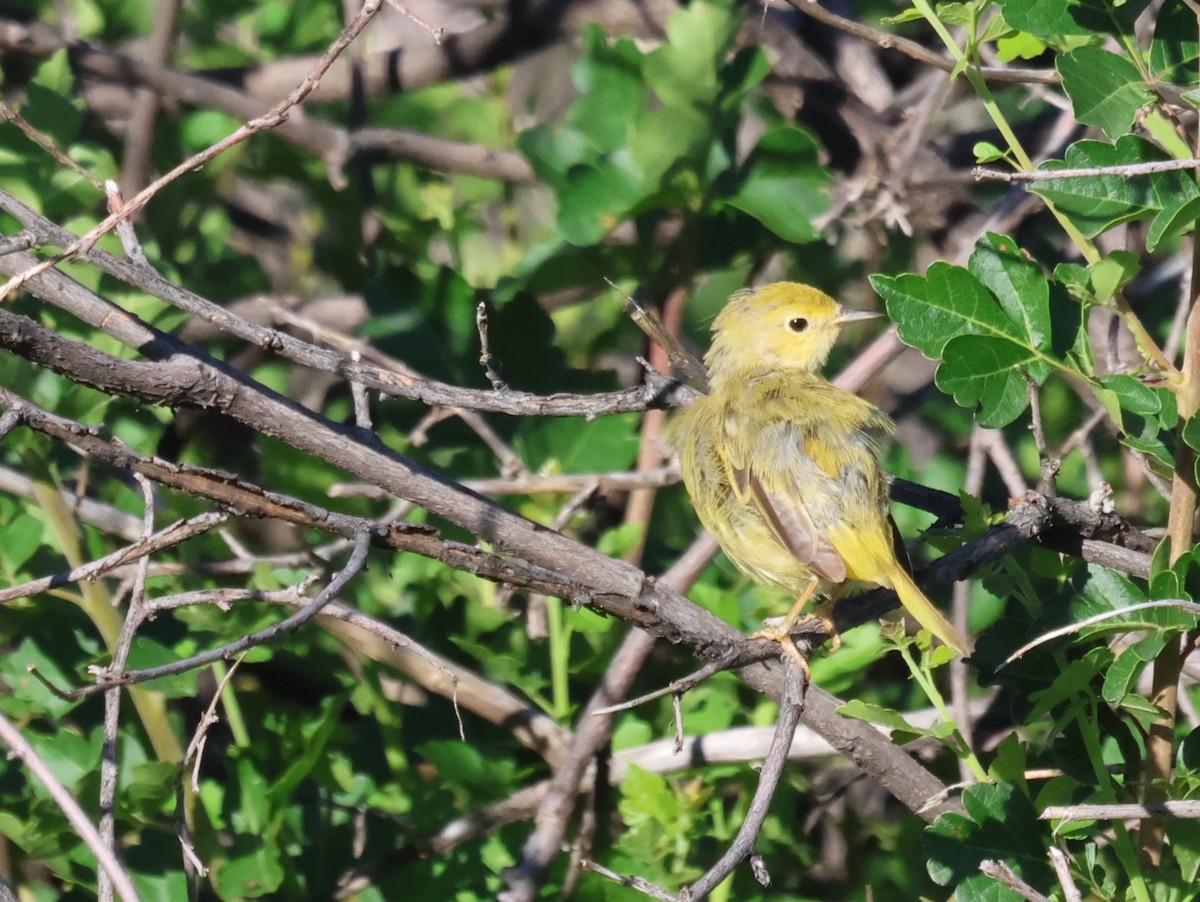 Yellow Warbler (Northern) - ML596437461