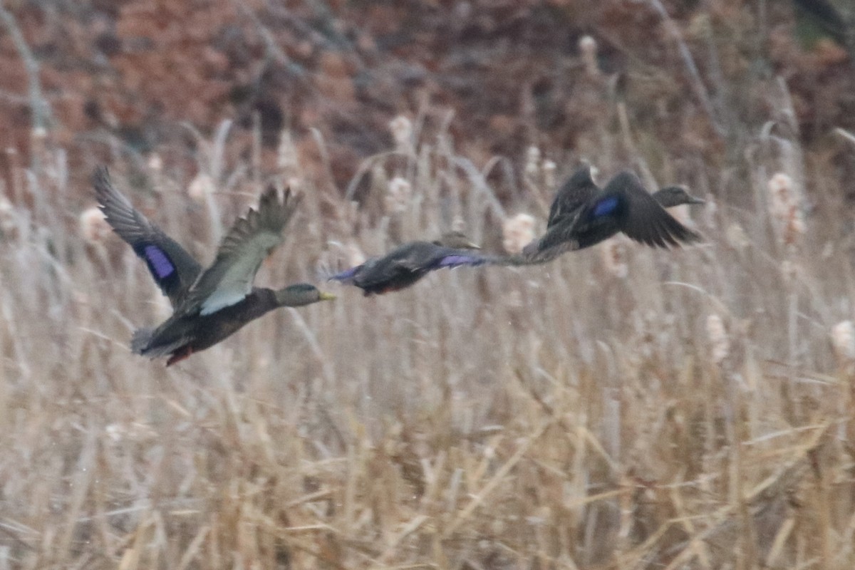 American Black Duck - ML596437531