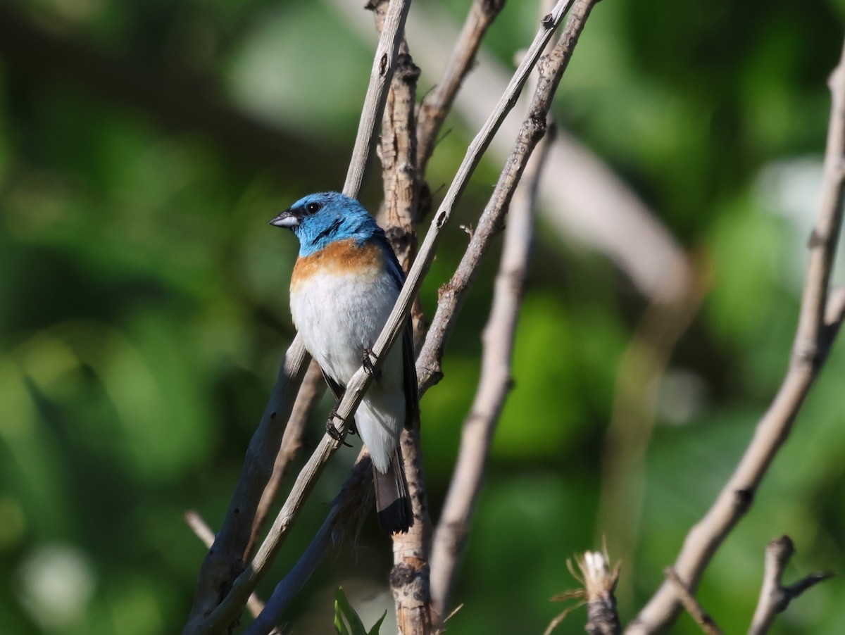 Lazuli Bunting - ML596437581
