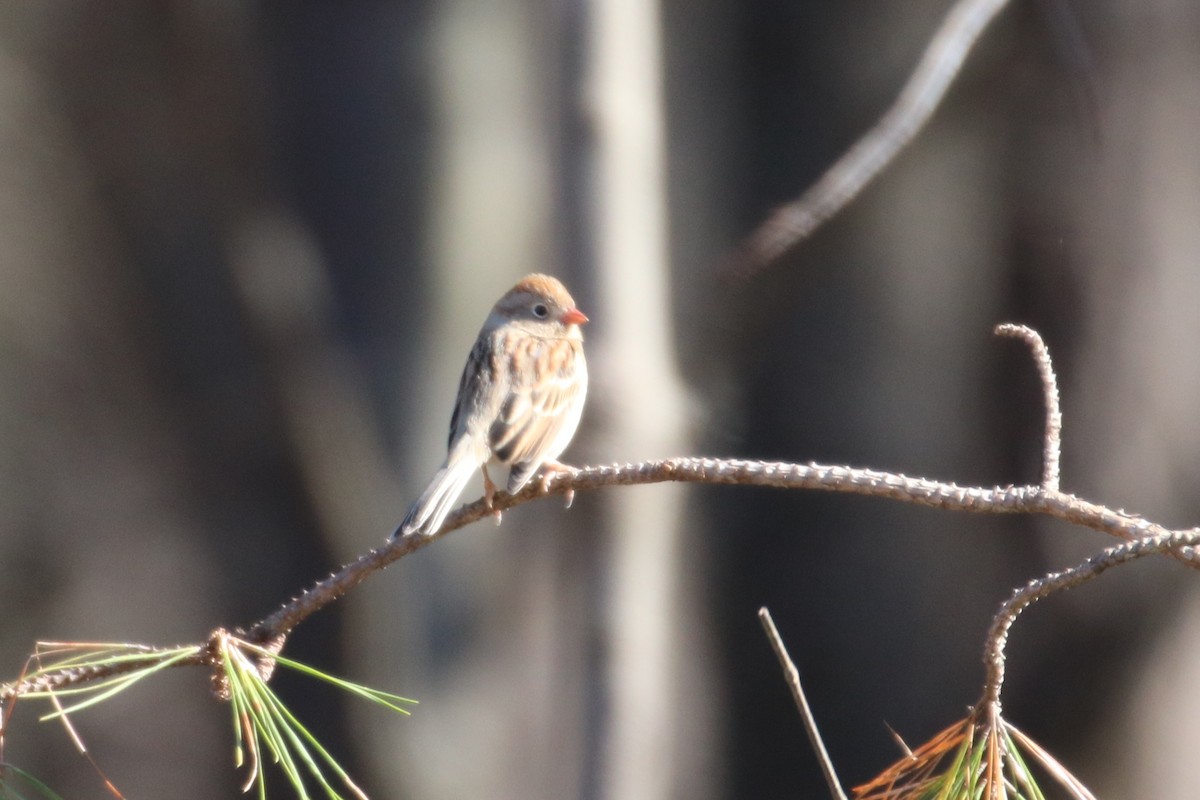 Field Sparrow - ML596437951