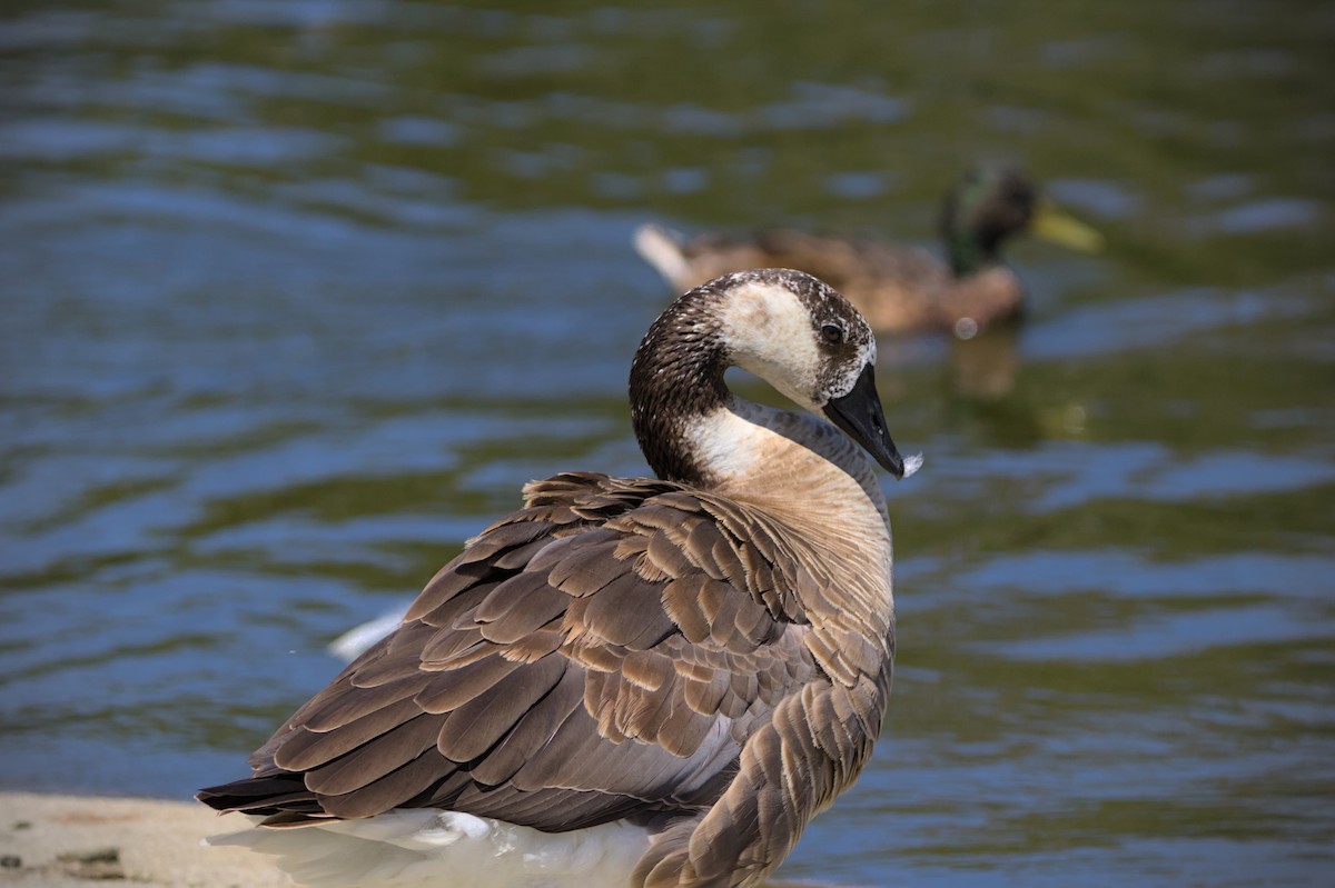 Domestic goose sp. x Canada Goose (hybrid) - ML596438501