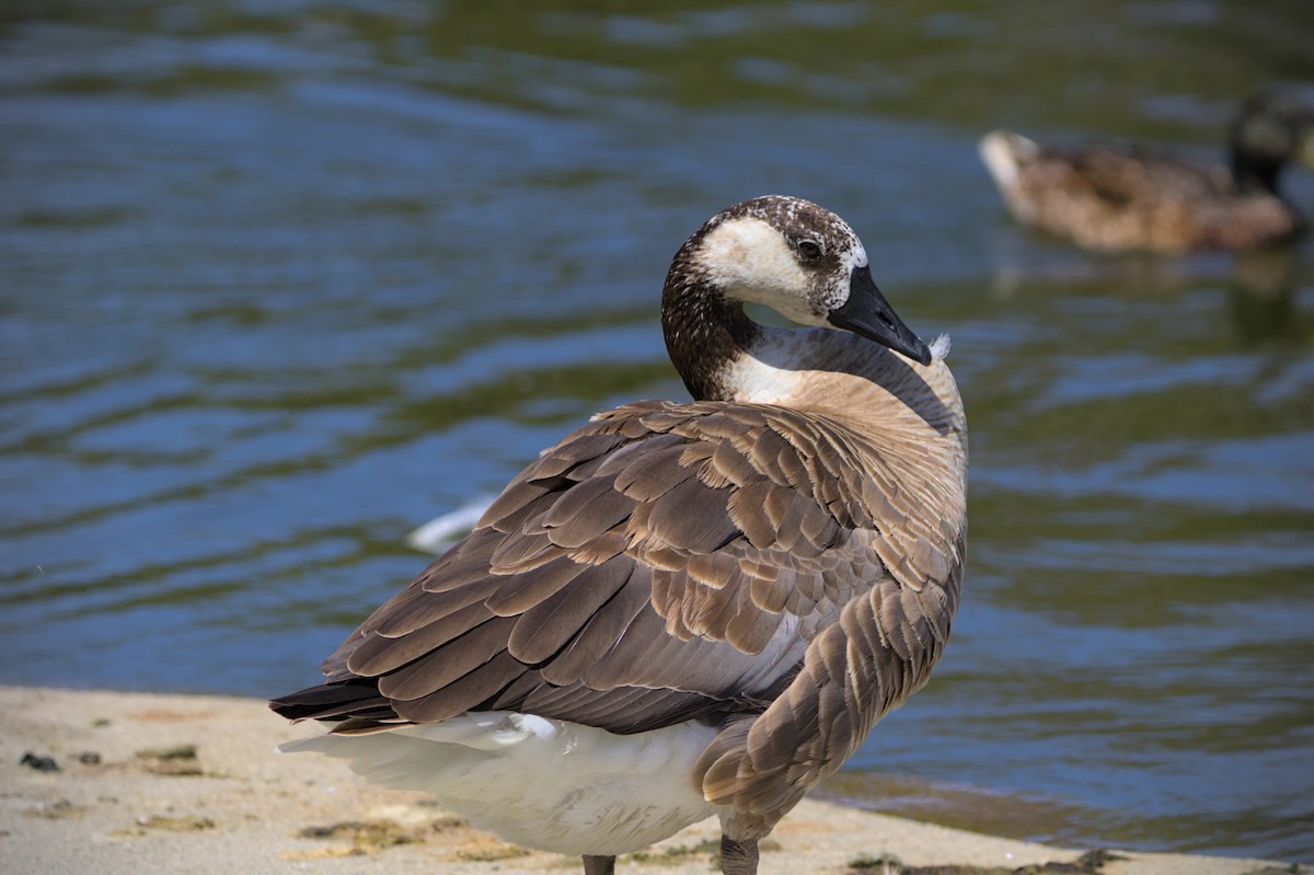 Domestic goose sp. x Canada Goose (hybrid) - ML596438511