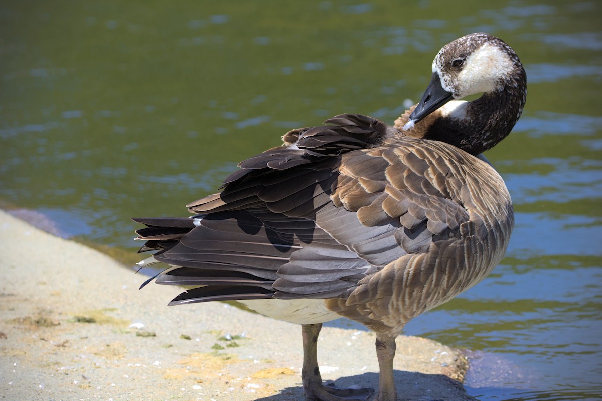 Domestic goose sp. x Canada Goose (hybrid) - ML596438521