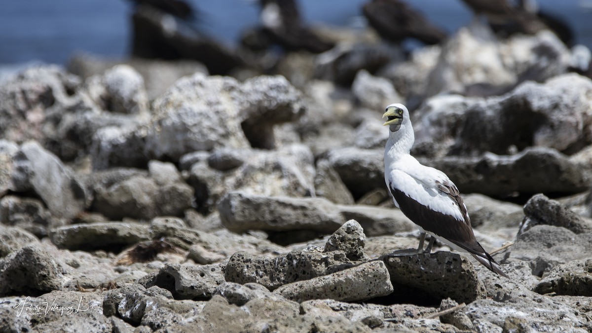 Masked Booby - ML596438551