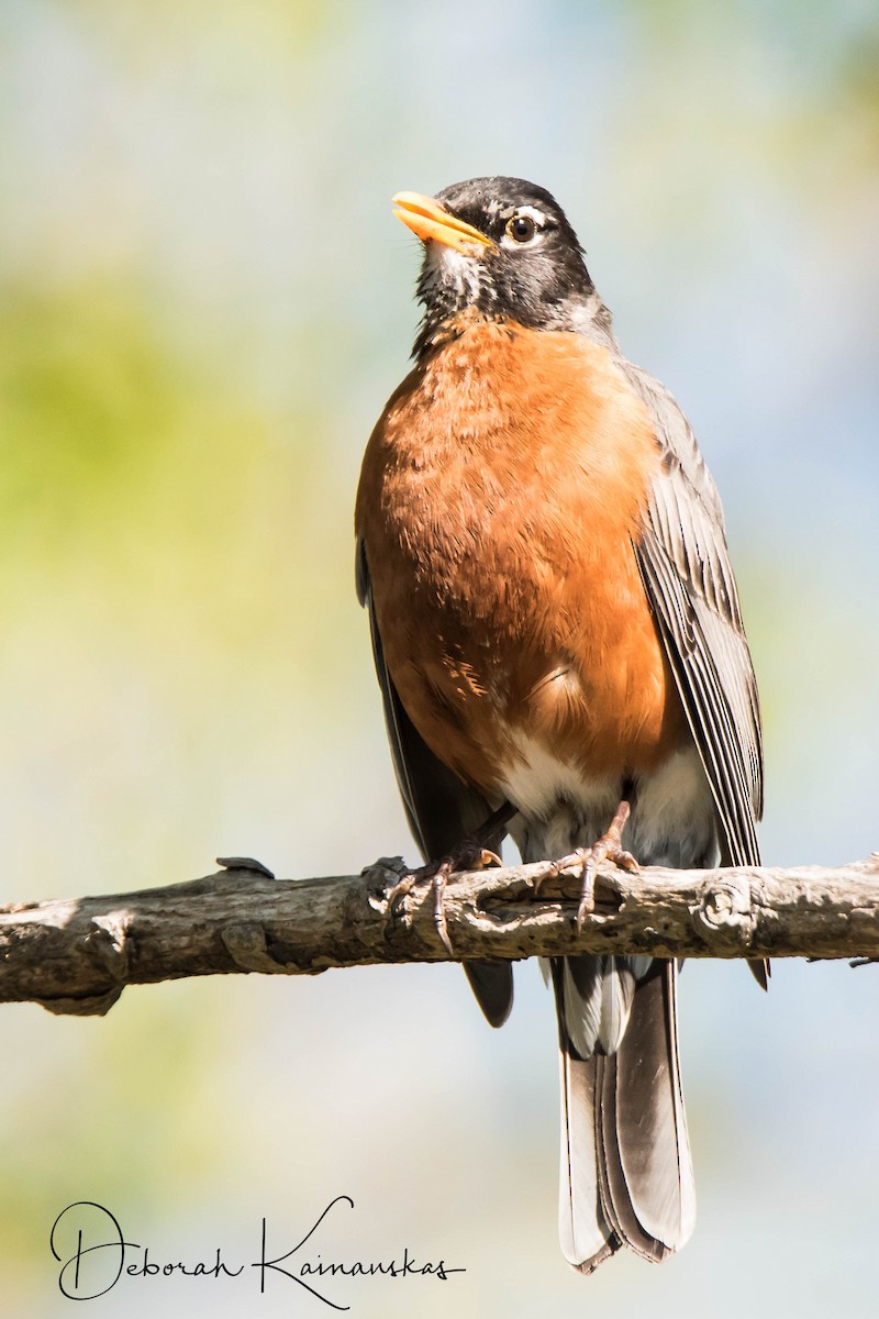American Robin - ML59643861