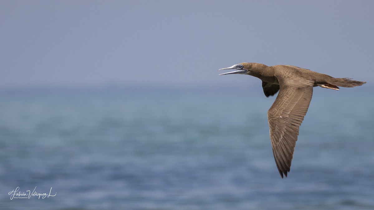 Brown Booby - ML596438661