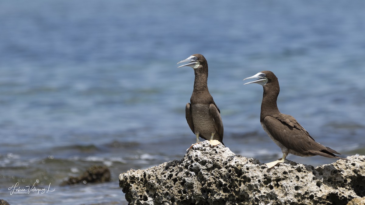 Brown Booby - ML596438671