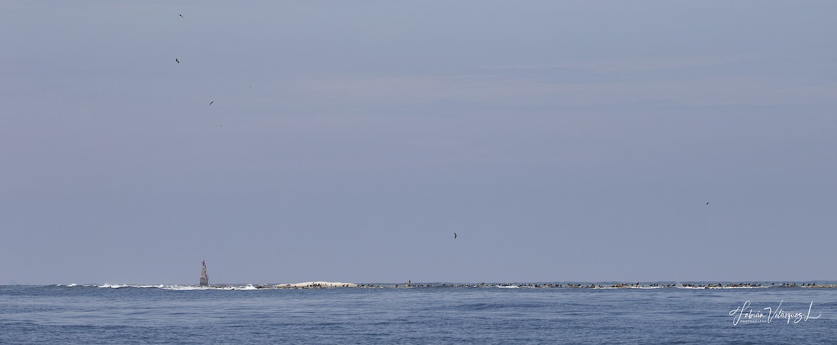 Magnificent Frigatebird - ML596439861