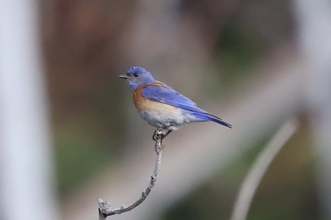 Western Bluebird - Raphael Fennimore