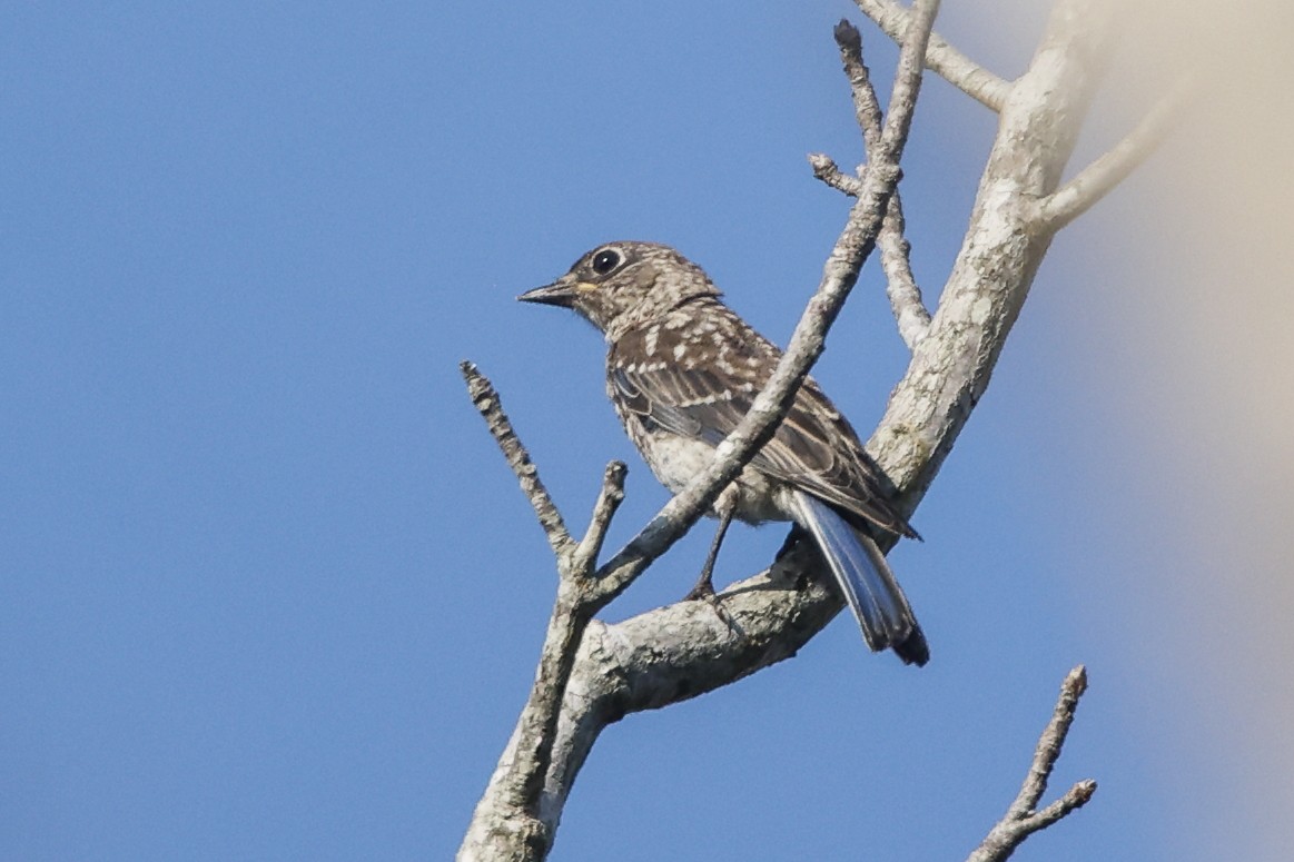 Eastern Bluebird - ML596440721