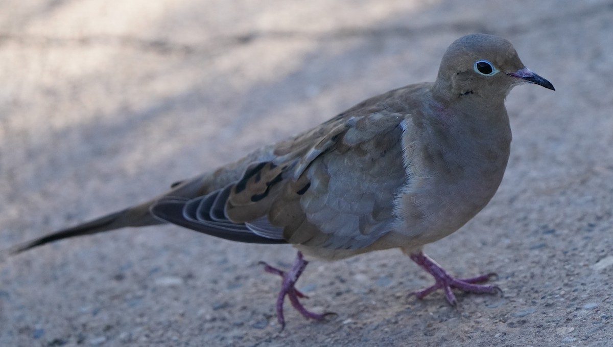 Mourning Dove - ML596441501