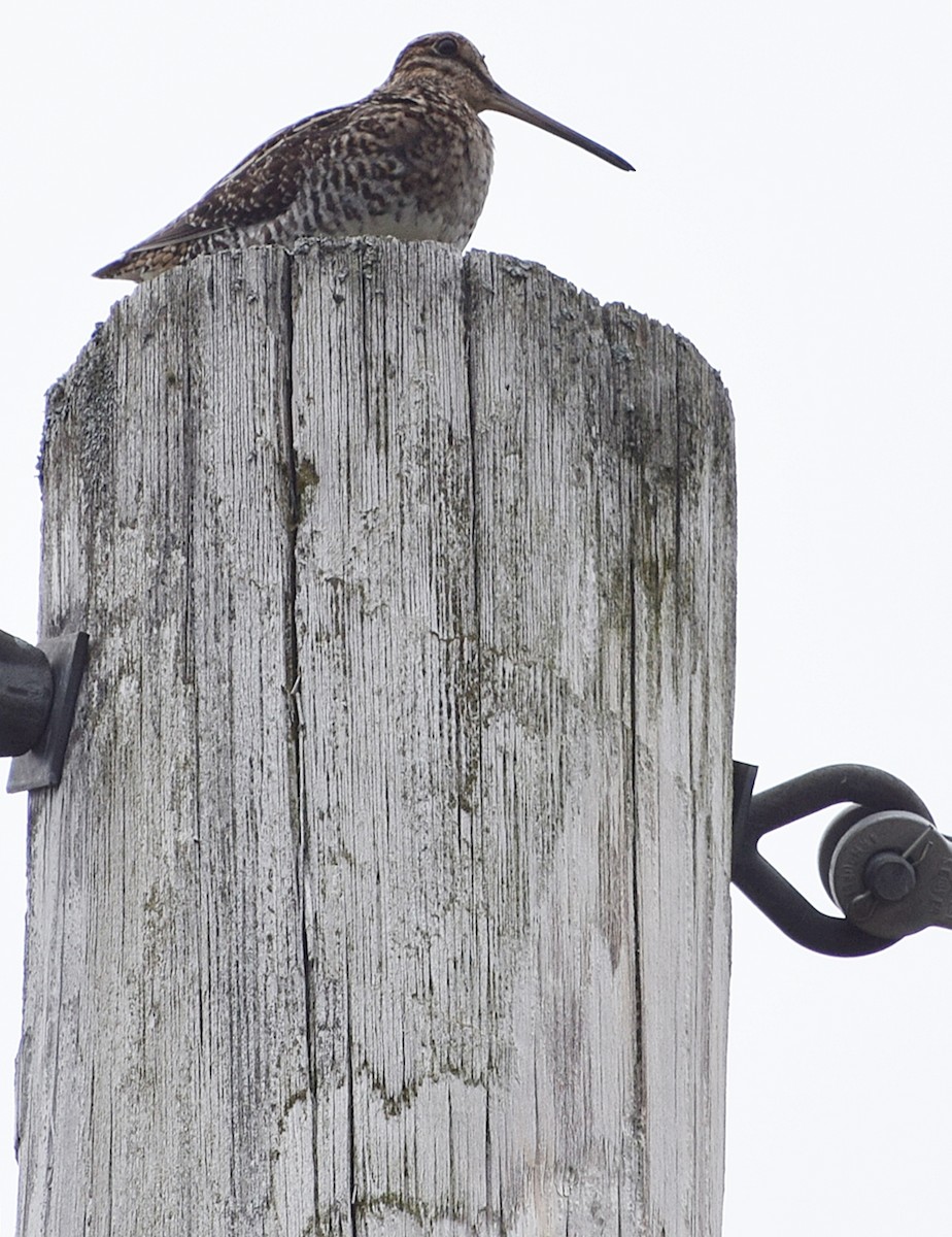 Wilson's Snipe - ML59644211