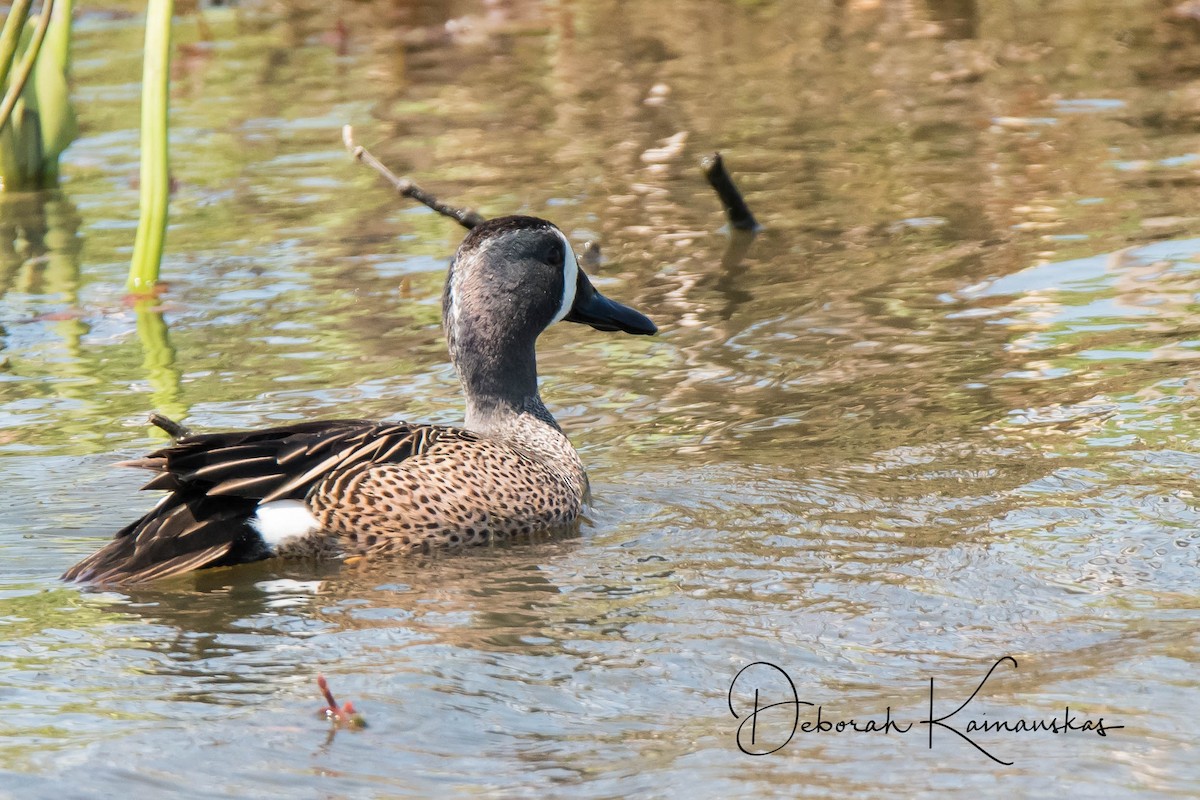 Blue-winged Teal - ML59644251