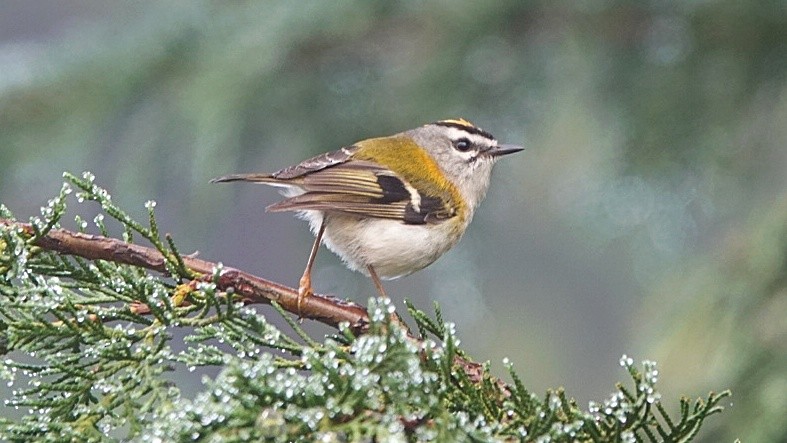 Madeira Firecrest - Nick Addey