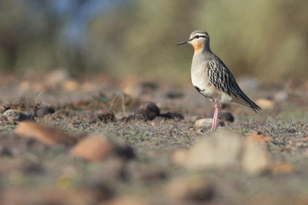 kulík tenkozobý - ML596444771