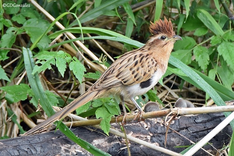 Striped Cuckoo - ML596445041