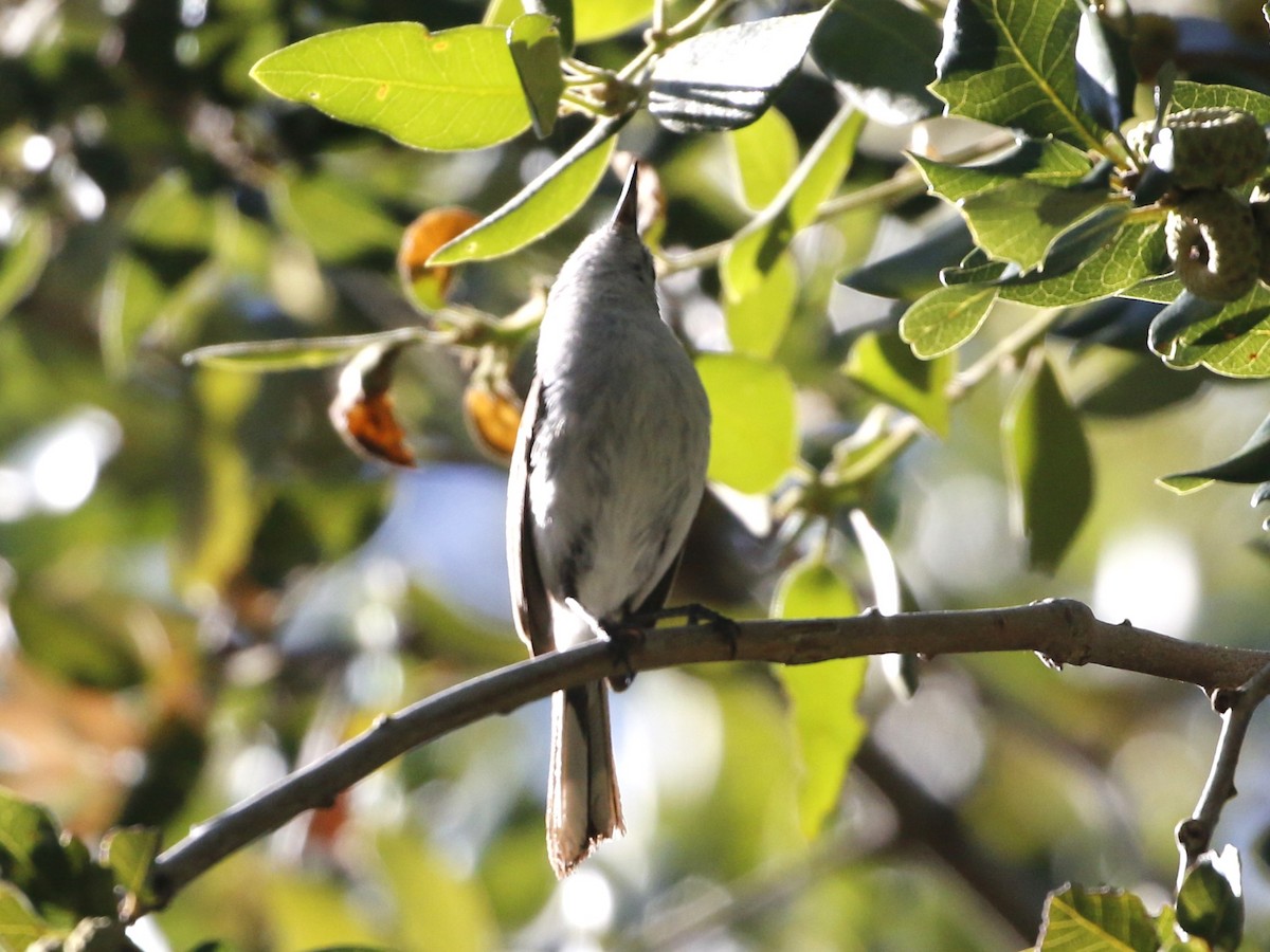 Blue-gray Gnatcatcher - ML596446021