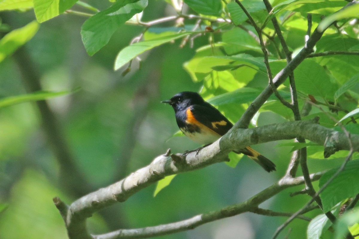 American Redstart - ML596446601