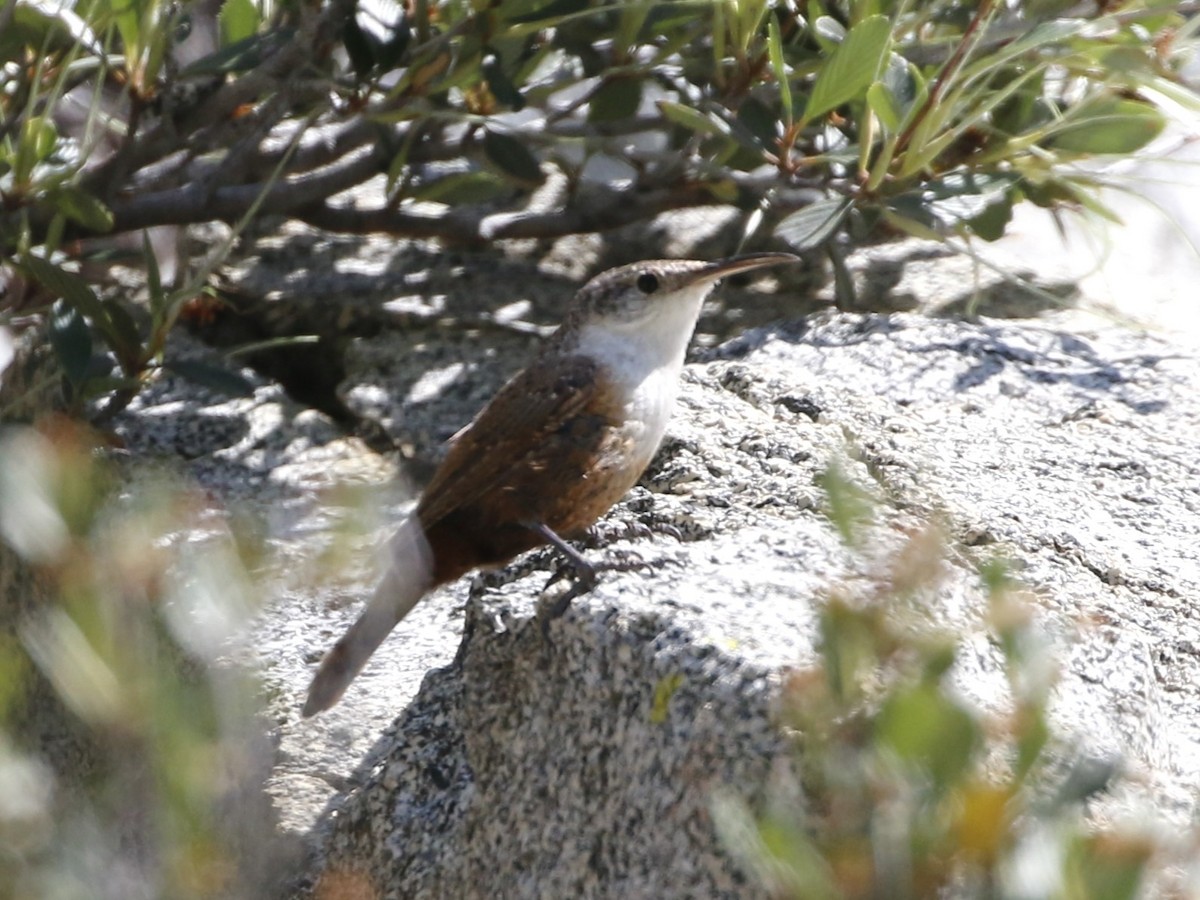 Canyon Wren - Linda LeRoy