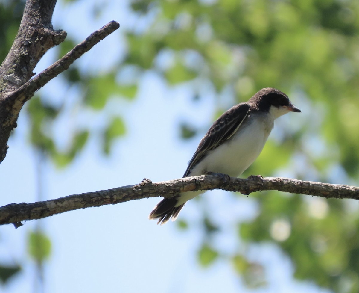 Eastern Kingbird - ML596447161