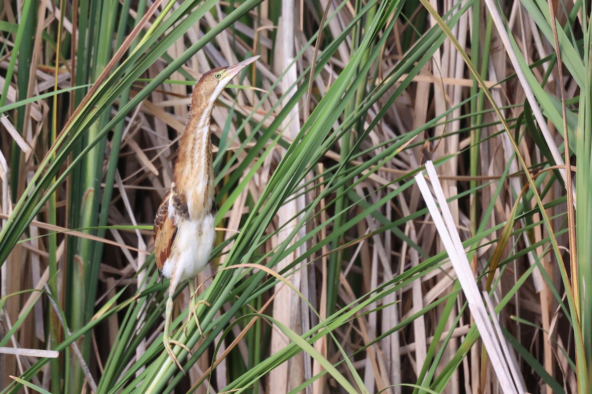 Least Bittern - ML596447661