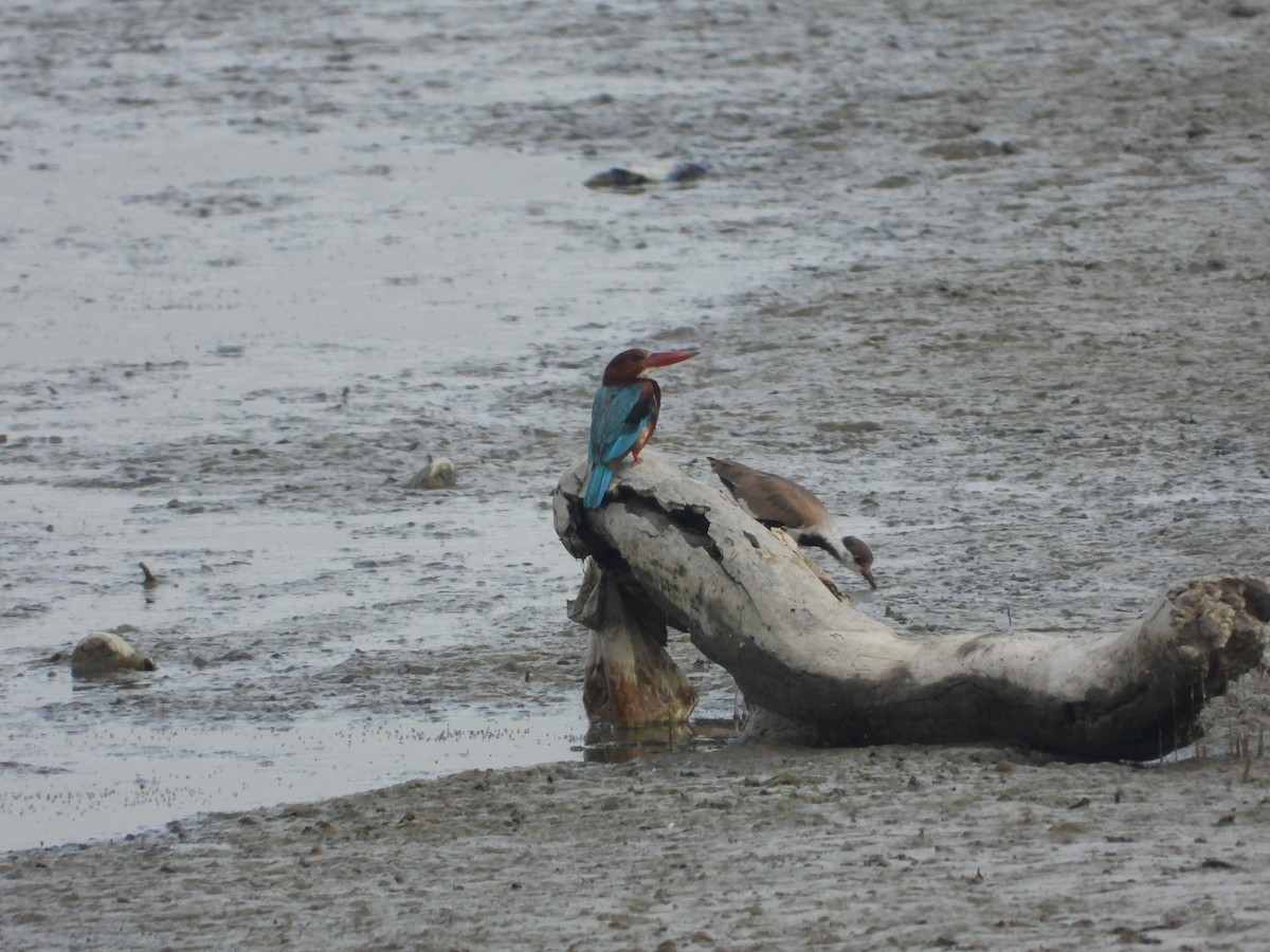 White-throated Kingfisher - ML596447691