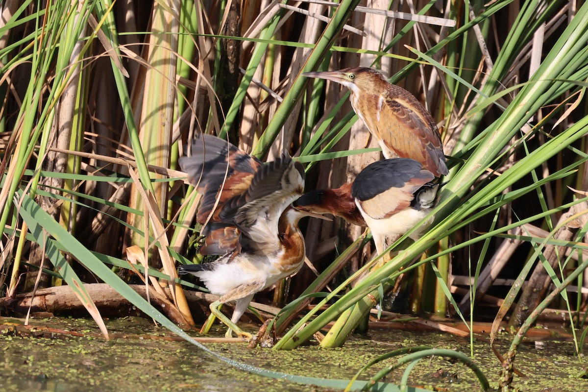 Least Bittern - Leo Weiskittel