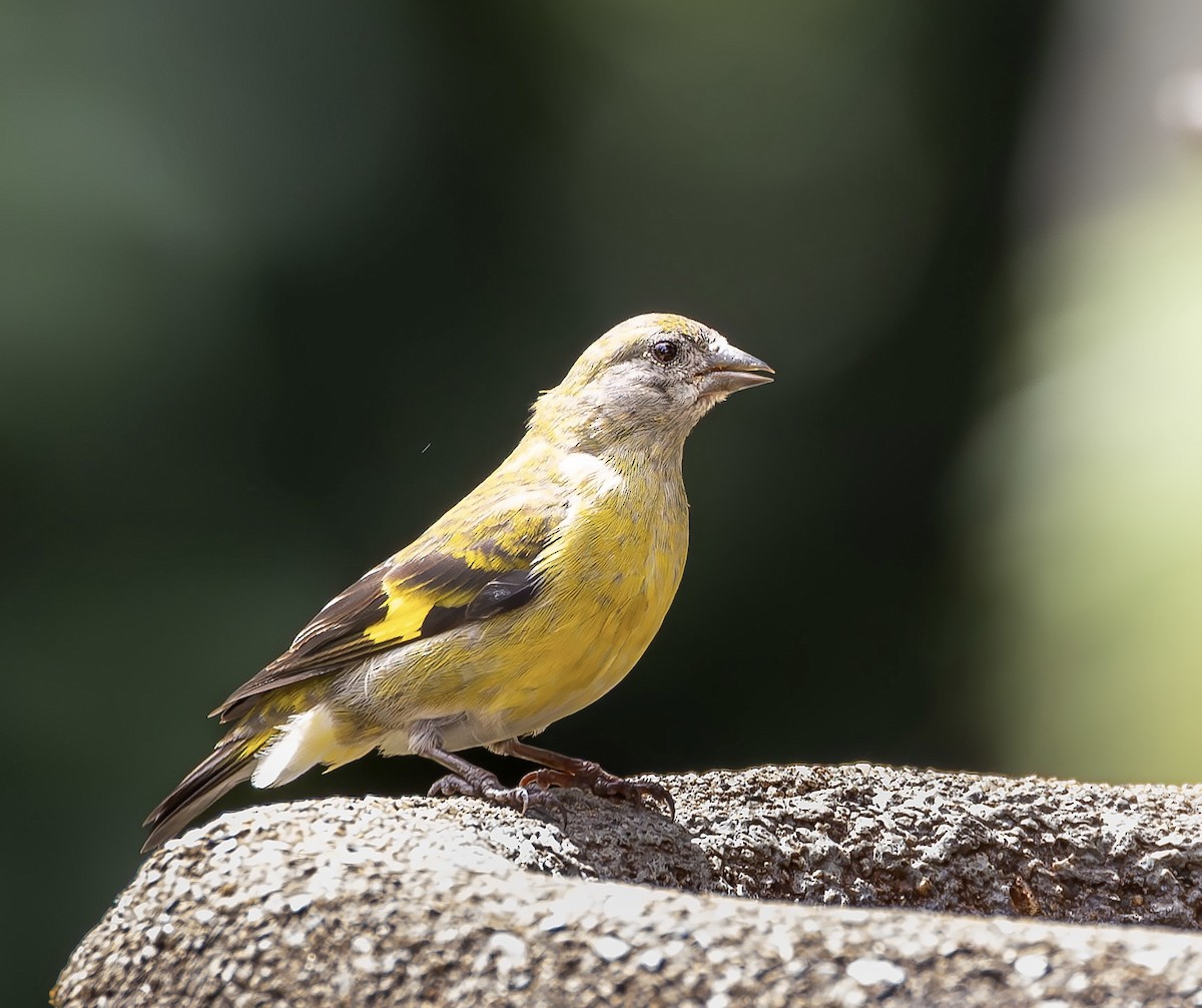 Yellow-bellied Siskin - ML596448531