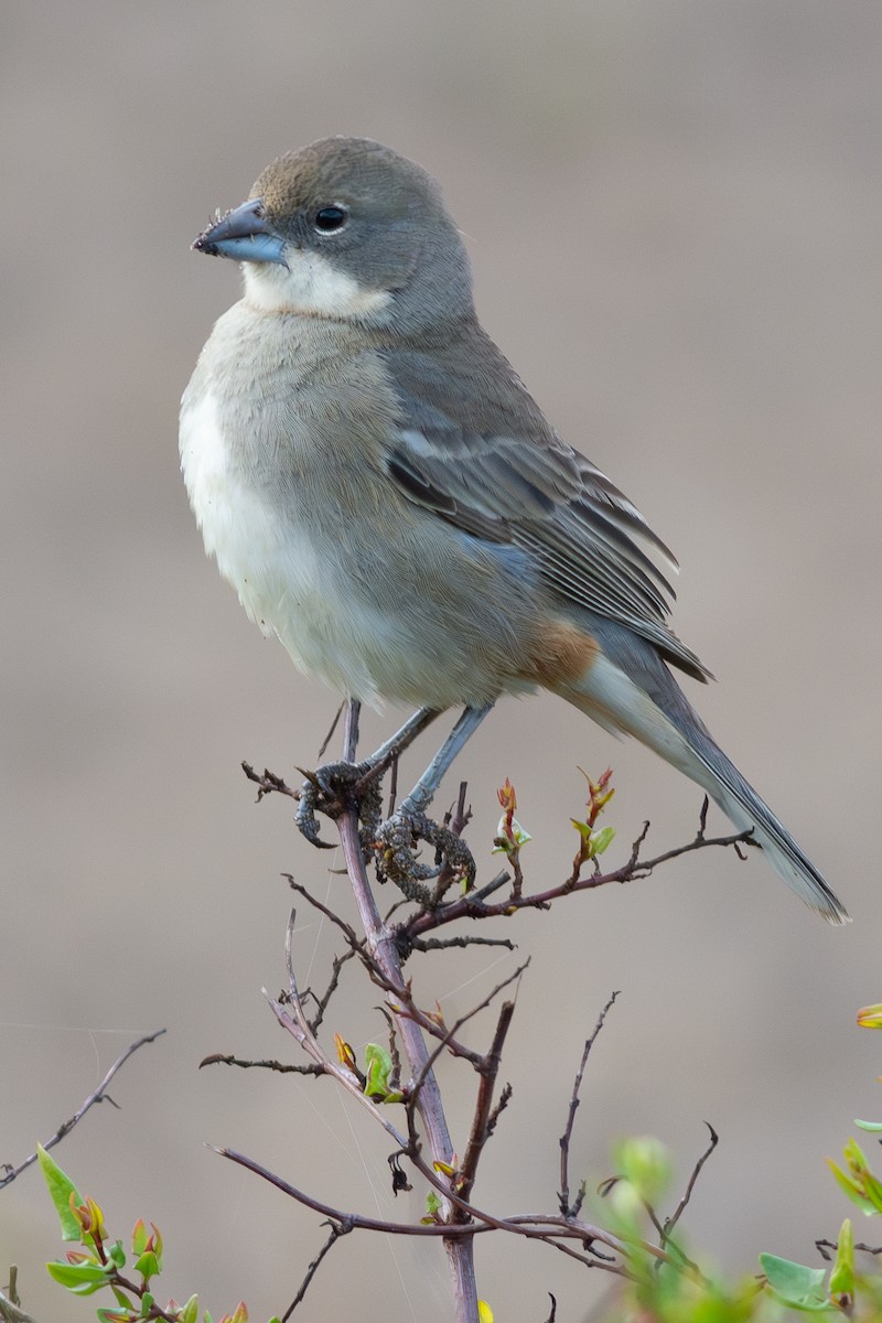 Diuca Finch - ML596448691